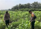 Bhabinkamtibmas-Semambung-Bersama-Kelompok-Tani-Tinjau-Perkembangan-Tanaman-Jagung