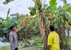 Bhabinkamtibmas-Desa-Kesambi-Polsek-Porong,-Cek-Kebun-Pisang-Warga-untuk-Optimalisasi-Swasembada-Pangan-Mandiri