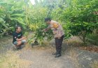 Polsek-Tanggulangin-Tinjau-Langsung-Pengelolaan-Pekarangan-Pangan-Bergizi-di-Desa-Ketegan