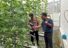Kapolsek-Tarik-Tinjau-Kebun-Melon-Hidroponik-di-Desa-Gempol-Klutuk,-Dukung-Upaya-Ketahanan-Pangan