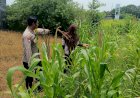 SDN-Kandangan-Krembung-Tanam-Jagung,-Dukung-Program-Ketahanan-Pangan-Nasional