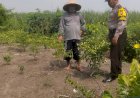 Wujud-Polisi-Cinta-Petani,-Bhabinkamtibmas-Kedungboto-Implementasikan-Ketahanan-Pangan-di-Tingkat-Desa