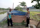 Bhabinkamtibmas-Apresiasi-Pembesaran-Ikan-Lele-Warga-di-Lahan-Ketahanan-Pangan-Desa-Kraton-Krian