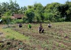 Polsek-Balongbendo-Dukung-Program-Ketahanan-Pangan,-Olah-Lahan-Tidur-di-Pesantren-Jadi-Produktif