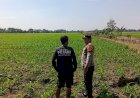 Upaya-Polsek-Tarik-Dorong-Program-Ketahanan-Pangan,-Bhabinkamtibmas-Dampingi-Petani