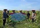 Panen-Raya-Jagung-di-Balongbendo,-Wujud-Dukungan-Polri-terhadap-Ketahanan-Pangan