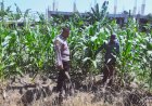 Tingkatkan-Swasembada-Pangan,-Polsek-Sedati-Dampingi-Pengembangan-Lahan-Jagung
