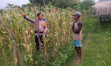 Kanit-Binmas-Polsek-Krembung-Dampingi-Warga-Kelola-Tanaman-Jagung,-Dukung-Swasembada-Pangan-Mandiri