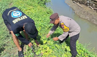 Polsek-Tanggulangin-Dukung-Ketahanan-Pangan-Program-Asta-Cita-Presiden,-Tanam-Kangkung-di-Pesisir-Sungai