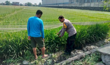Dukung-Program-Ketahanan-Pangan-Nasional,-Bhabinkamtibmas-Desa-Juwetkenongo-Tinjau-Lahan-Pertanian