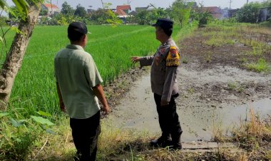 Bhabinkamtibmas-Tanjungsari-Bersama-Petani-Tinjau-Perkembangan-Padi-Dukung-Ketahanan-Pangan