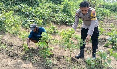 Bhabinkamtibmas-Jemirahan-Polsek-Jabon-Tinjau-Lahan-Ketahanan-Pangan-Perkebunan-Sayuran