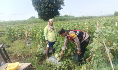 Pengecekan-Ketahanan-Pangan,-Polsek-Porong-Dorong-Budidaya-Melon-di-Desa-Kebakalan