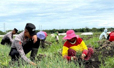 Live-In--Siswa-Diktukba-SPN-Polda-Jatim--Bantu-Petani-Bawang-Merah-di-Nganjuk