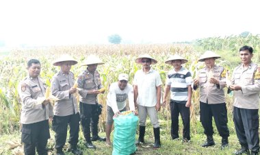 Polsek-Tulangan-dan-Petani-Gelar-Panen-Jagung-di-Lahan-Produktif-Desa-Pangkemiri