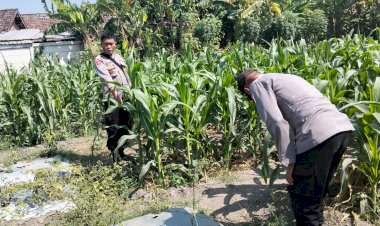 Polsek-Tulangan-Pantau-Lahan-Jagung-Tumpangsari-untuk-Perkuat-Ketahanan-Pangan