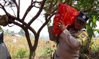 Bahu-Membahu-di-Ladang-Jagung,-Jajaran-Polresta-Malang-Kota-Bersama-Warga-Wujudkan-Ketahanan-Pangan