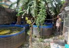 Bhabinkamtibmas-Desa-Wadungasri-Cek-Budidaya-Ikan-Lele
