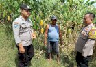Kapolsek-Balongbendo-Tinjau-Lahan-Jagung-Warga,-Dukung-Program-Ketahanan-Pangan
