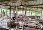 Kanit-Binmas-Polsek-Prambon-Tinjau-Peternakan-Kambing-Dukung-Program-Ketahanan-Pangan