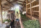 Cegah-Penyakit-Ternak-Sukseskan-Ketahanan-Pangan,-Bhabinkamtibmas-Sidokepung-Aktif-Pantau-Kesehatan-Kambing-Warga