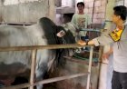 Program-Polisi-Cinta-Petani:-Polsek-Krembung-Bantu-Perawatan-Peternakan-Sapi