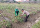 Polsek-Sidoarjo-Kota-Dampingi-Petani-Optimalkan-Swasembada-Pangan-Jagung