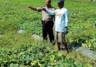 Polsek-Tanggulangin-Dukung-Ketahanan-Pangan,-Tinjau-Lokasi-Rencana-Tanam-Jagung-Hibrida-di-Kedensari
