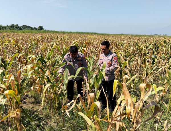 Polresta Sidoarjo Dampingi Petani Prambon persiapan Panen Jagung Dukung Swasembada Pangan
